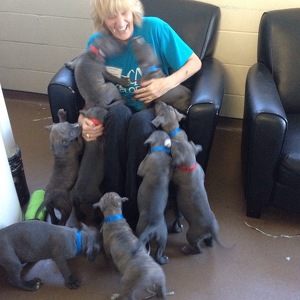 Fundraising Page: Andrea Ringer